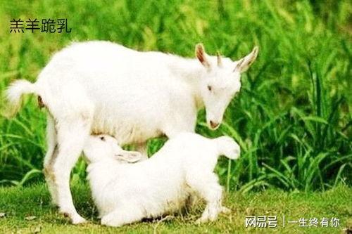 最新吃瓜爆料小羊图片,吃瓜群众热议，萌态可掬引关注